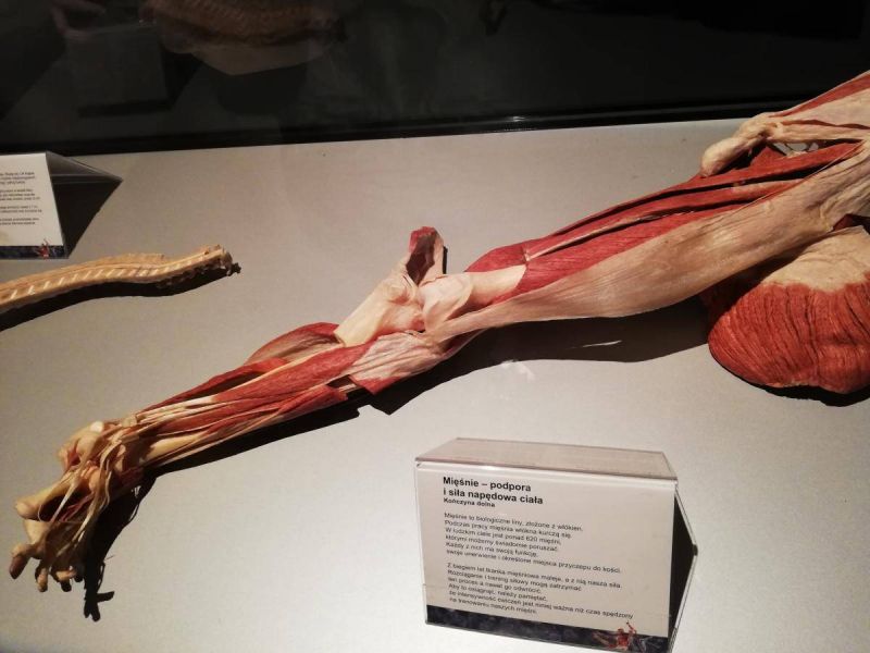 50930250_416407865781052_887398268361768960_n