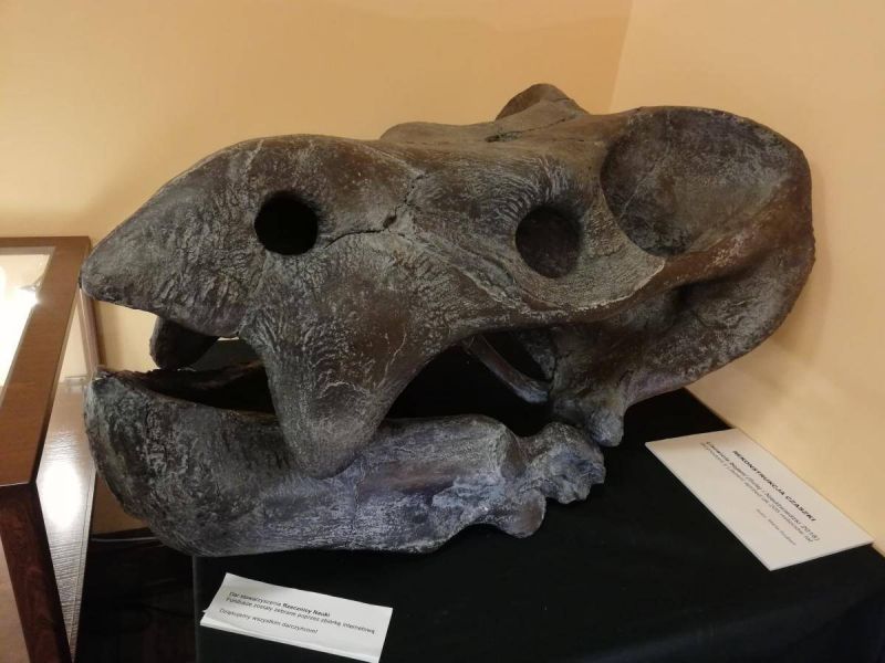 51392650_320232081941816_3049716411279605760_n