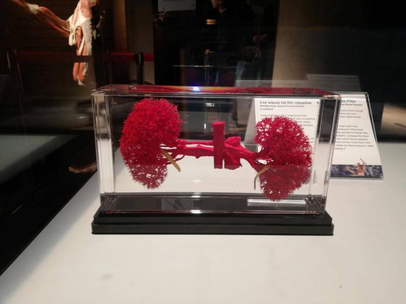 51444037_510771406376437_3913414032194797568_n