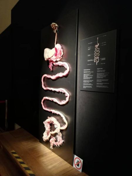 51526287_239593683586596_4117424725351727104_n