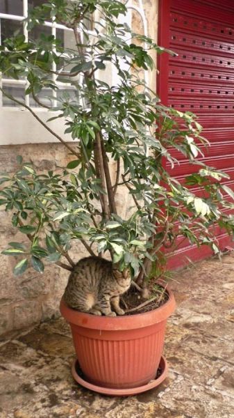 61465863_1302908029869151_2664161410480603136_n